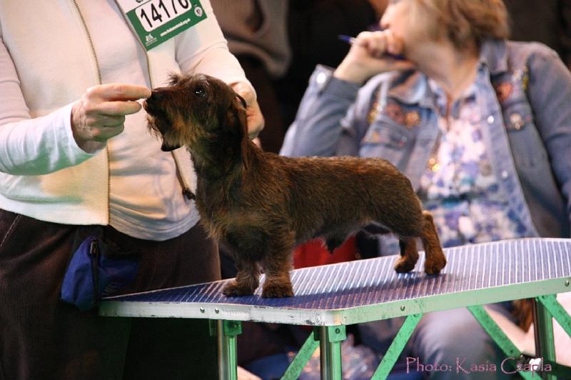 Crufts2011_2 622.jpg